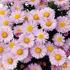 Aster Dumosus 'Autumn Jewels' -Garden Centre Store 480451 5