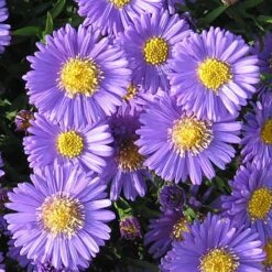 Aster Dumosus 'Autumn Jewels' -Garden Centre Store 480451 7