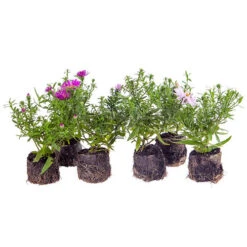 Aster Dumosus 'Autumn Jewels' -Garden Centre Store 480451 8