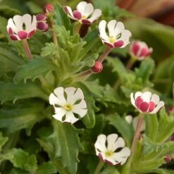 Scented Night Phlox Zaluzianskya Ovata 8 Scented Night Phlox Zaluzianskya Ovata -Garden Centre Store 480460 2