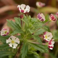 Scented Night Phlox Zaluzianskya Ovata 9 Scented Night Phlox Zaluzianskya Ovata -Garden Centre Store 480460 3