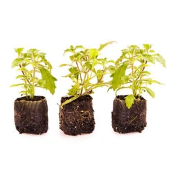 Scented Night Phlox Zaluzianskya Ovata 11 Scented Night Phlox Zaluzianskya Ovata -Garden Centre Store 480460 5