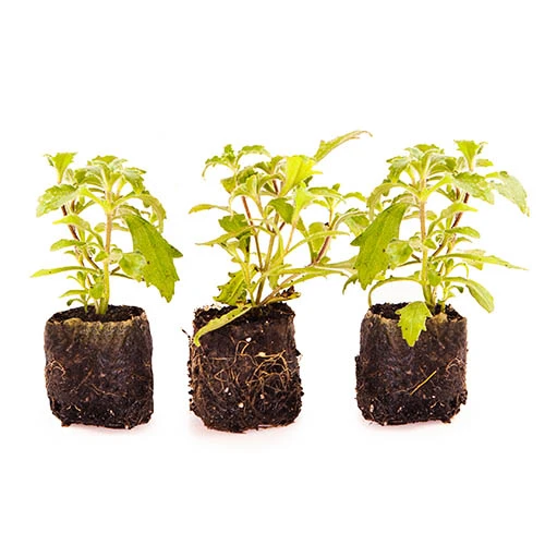 Scented Night Phlox Zaluzianskya Ovata 6 Scented Night Phlox Zaluzianskya Ovata - Image 6