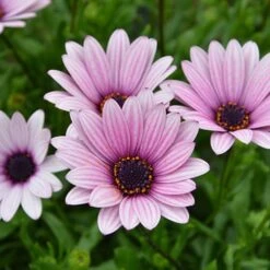 Hardy Osteospermum 'Sennen Sunrise'