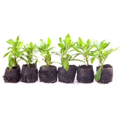 Hardy Osteospermum 'Sennen Sunrise' -Garden Centre Store 480559 2