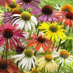 Echinacea 'Cheyenne Spirit' -Garden Centre Store 480567 2
