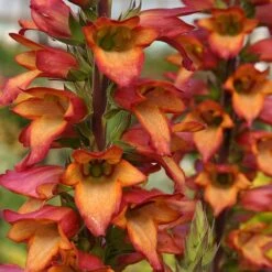 Foxglove Digitalis 'Illumination Flame' -Garden Centre Store 480579 2