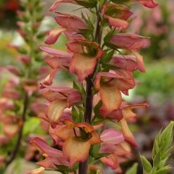 Foxglove Digitalis 'Illumination Flame' -Garden Centre Store 480579 3