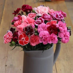 Pinks Garden Pleasure Collection -Garden Centre Store 480687 7