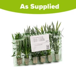 Pinks Garden Pleasure Collection -Garden Centre Store 480687 8