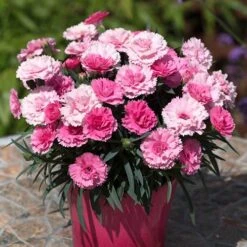 Pinks 'I Love You' -Garden Centre Store 480689 2
