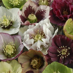 Hellebore 'Double Queen' Mix -Garden Centre Store 480728 3