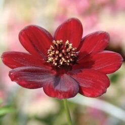 Chocolate Cosmos Collection -Garden Centre Store 480735 1