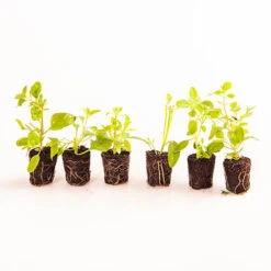 Chocolate Cosmos Collection -Garden Centre Store 480735 2