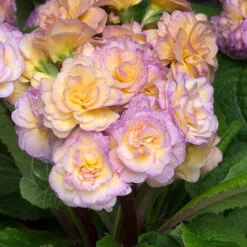 Primula 'Pretty Polly Blushing Peach'