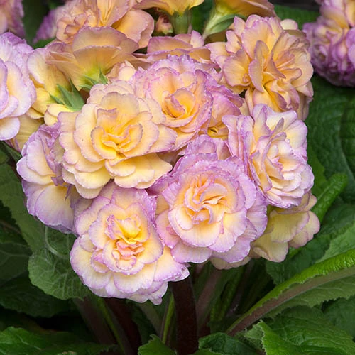 Primula 'Pretty Polly Blushing Peach' 1 Primula 'Pretty Polly Blushing Peach'