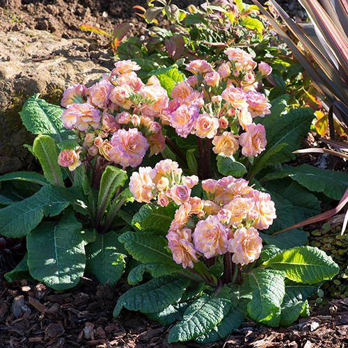 Primula 'Pretty Polly Blushing Peach' 2 Primula 'Pretty Polly Blushing Peach' - Image 2