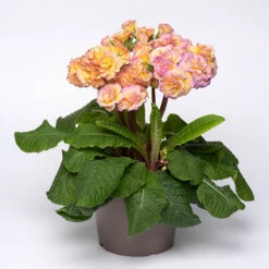 Primula 'Pretty Polly Blushing Peach' 5 Primula 'Pretty Polly Blushing Peach' -Garden Centre Store 480866 2
