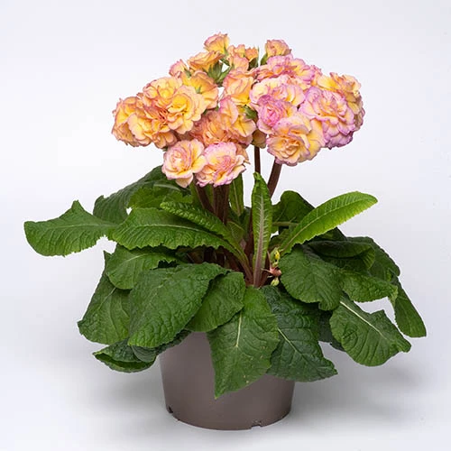 Primula 'Pretty Polly Blushing Peach' 3 Primula 'Pretty Polly Blushing Peach' - Image 3