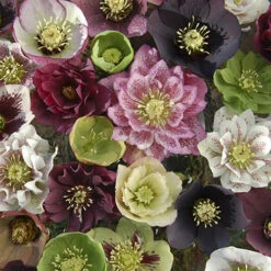 Hellebore 'Hybridisers Mix' -Garden Centre Store 480873 2