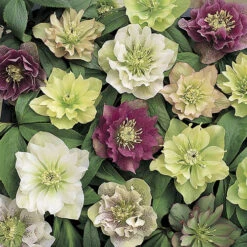 Hellebore 'Hybridisers Mix' -Garden Centre Store 480873 5