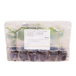 Hellebore 'Hybridisers Mix' -Garden Centre Store 480873 6