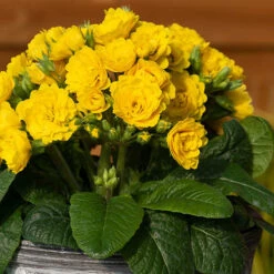 Pollyanna Collection -Garden Centre Store 480875 2