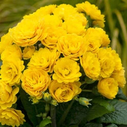 Pollyanna Collection -Garden Centre Store 480875 3