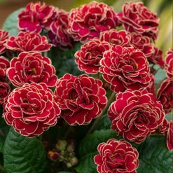 Pollyanna Collection -Garden Centre Store 480875 4