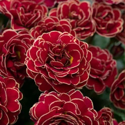 Pollyanna Collection -Garden Centre Store 480875 5