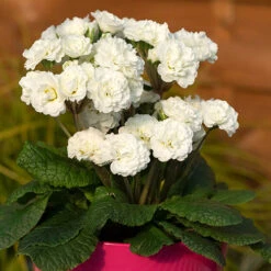 Pollyanna Collection -Garden Centre Store 480875 6