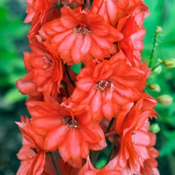 Delphinium 'Red Lark'