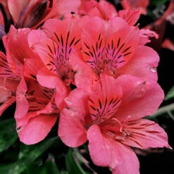 Alstroemeria Inticancha Collection -Garden Centre Store 480937 2