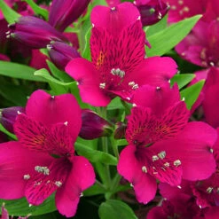 Alstroemeria Inticancha Collection -Garden Centre Store 480937 3