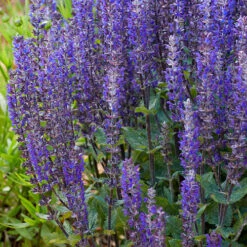 Salvia Nemorosa Midnight Mix 6 Salvia Nemorosa Midnight Mix -Garden Centre Store 480938 2