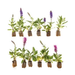 Salvia Nemorosa Midnight Mix 7 Salvia Nemorosa Midnight Mix -Garden Centre Store 480938 3