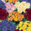 Primula Belarina Mixed