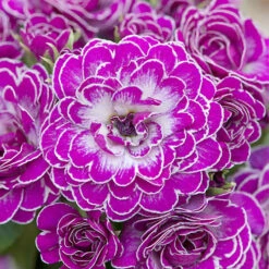 Primula Belarina Mixed -Garden Centre Store 480954 2