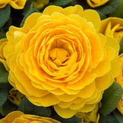 Primula Belarina Mixed -Garden Centre Store 480954 3