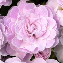 Primula Belarina Mixed -Garden Centre Store 480954 4