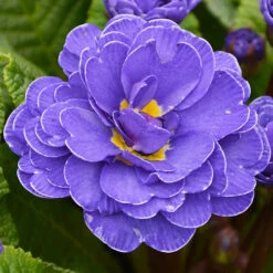 Primula Belarina Mixed -Garden Centre Store 480954 5