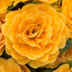 Primula Belarina Mixed -Garden Centre Store 480954 6