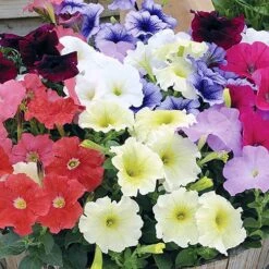 Petunia 'Frenzy' Mix -Garden Centre Store 490091 2