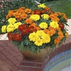 Marigold (French) 'Bonanza Mix' -Garden Centre Store 490095 2