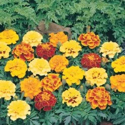Marigold (French) 'Bonanza Mix' -Garden Centre Store 490095 3