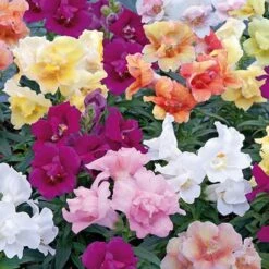 Antirrhinum 'Twinny' Mix