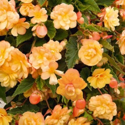 Begonia 'Apricot Shades' Mix -Garden Centre Store 490198 2