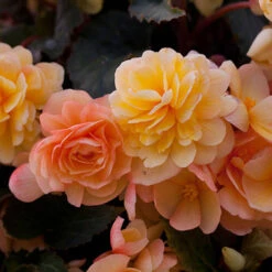 Begonia 'Apricot Shades' Mix -Garden Centre Store 490198 3