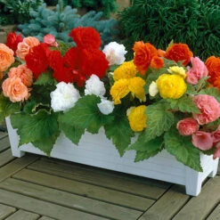 Begonia 'Non Stop' Mix -Garden Centre Store 490200 2