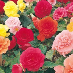 Begonia 'Non Stop' Mix -Garden Centre Store 490200 3